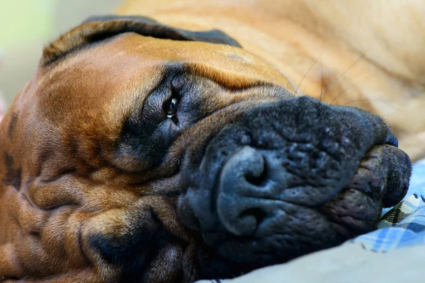 Petit chien bullmastiff couché — Photo