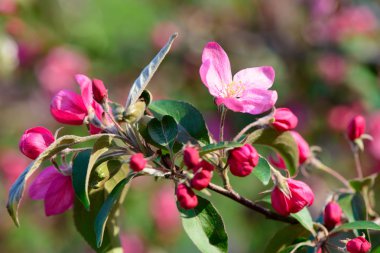 Güzel bahar çiçekleri