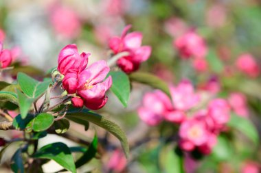 Güzel bahar çiçekleri