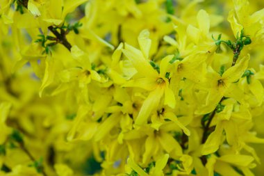 Güzel bahar çiçekleri