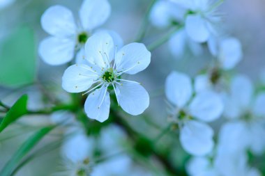 Güzel bahar çiçekleri