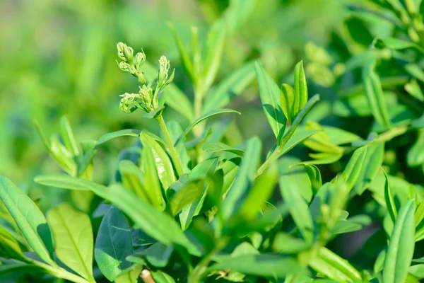 Hojas verdes de primavera — Foto de Stock