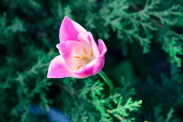 Krásný Jarní květina Tulipán — Stock fotografie