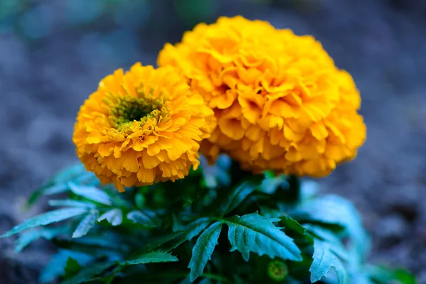 Mooie lentebloemen — Stockfoto