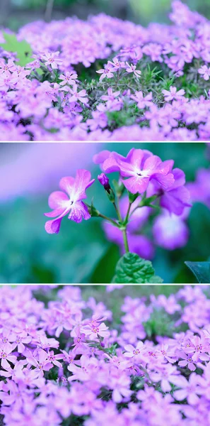 Vacker vårblomma — Stockfoto