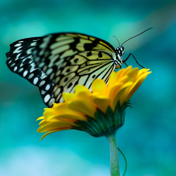 Бабочка на цветке — стоковое фото