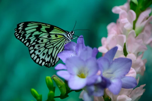 Метелик на квітці — стокове фото