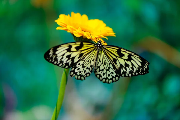 Butterfly on flower — Stock Photo, Image