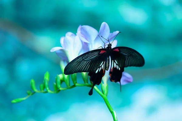 Schmetterling auf Blume — Stockfoto