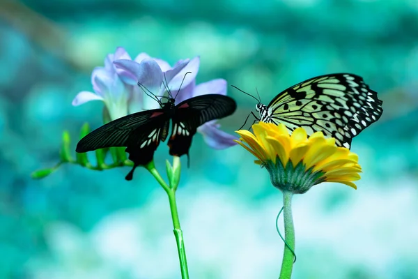 Makro dva motýli — Stock fotografie