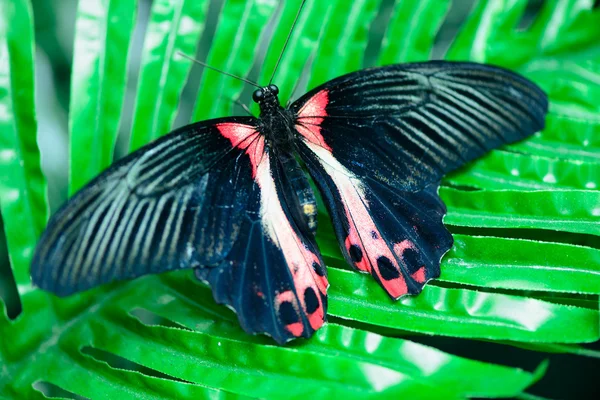 Бабочка на листьях — стоковое фото