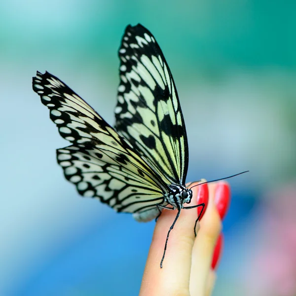 人間の指を蝶します。 — ストック写真