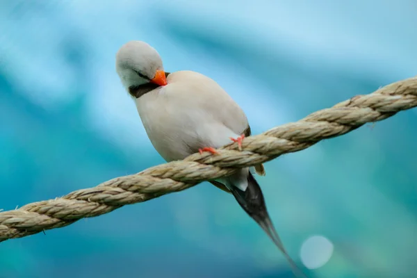 Schöner kleiner Vogel — Stockfoto