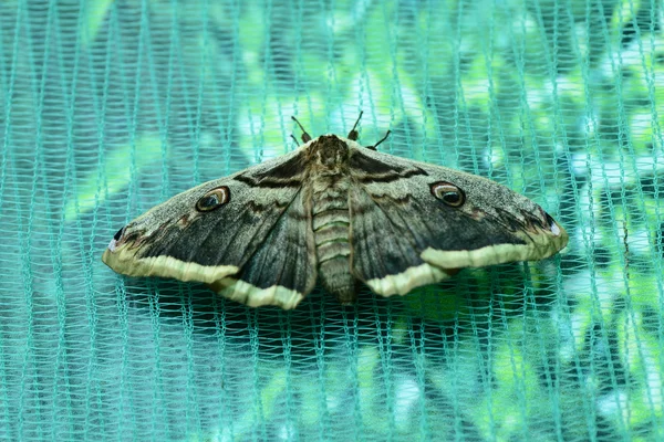 Bela borboleta de insetos — Fotografia de Stock