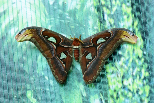 Bela borboleta de insetos — Fotografia de Stock