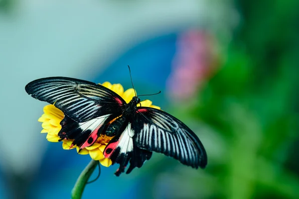 Mariposa en flor —  Fotos de Stock