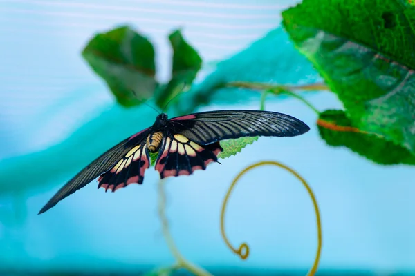 Borboleta em folhas — Fotografia de Stock