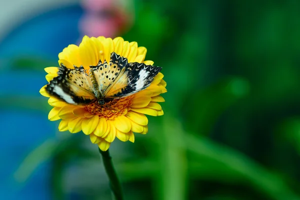 Schmetterling auf Blume — Stockfoto