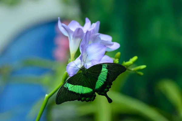 花蝶します。 — ストック写真