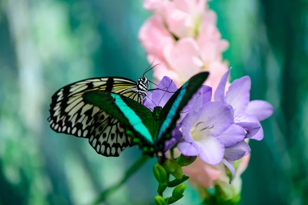 Zwei Schmetterlinge Makro — Stockfoto