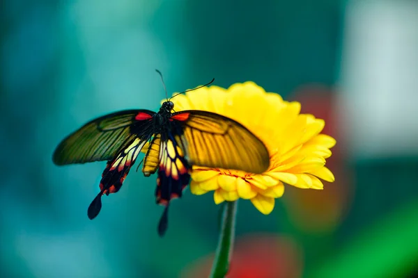 Schmetterling auf Blume — Stockfoto