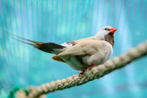아름 다운 작은 새 — 스톡 사진