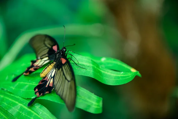 Бабочка на листьях — стоковое фото