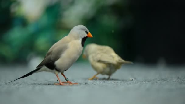 Zwei schöne kleine Vögel — Stockvideo