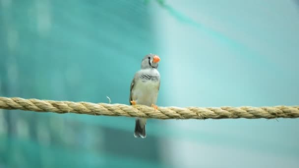 Schöner kleiner Vogel — Stockvideo