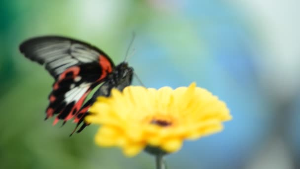 Borboleta de inseto em uma flor — Vídeo de Stock