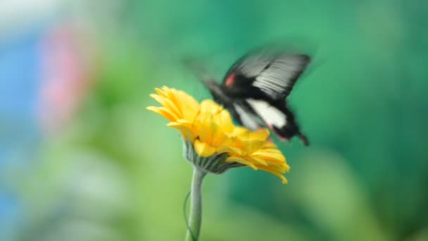 Insekt Schmetterling auf einer Blume