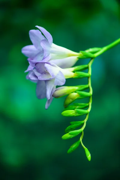 Pring květiny makro — Stock fotografie