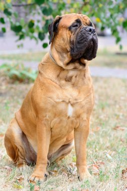 evde beslenen hayvan büyük kırmızı köpek bullmastiff
