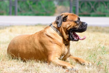 evde beslenen hayvan büyük kırmızı köpek bullmastiff