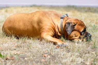 evde beslenen hayvan büyük kırmızı köpek bullmastiff