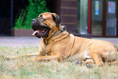 evde beslenen hayvan büyük kırmızı köpek bullmastiff