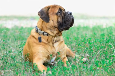 evde beslenen hayvan büyük kırmızı köpek bullmastiff