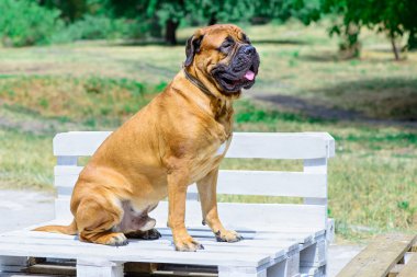 köpek bullmastiff bankta oturan