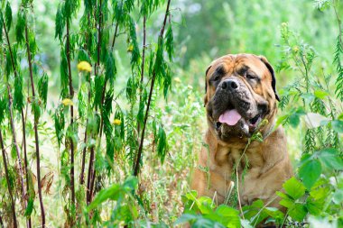 Evde beslenen hayvan bullmastiff köpek