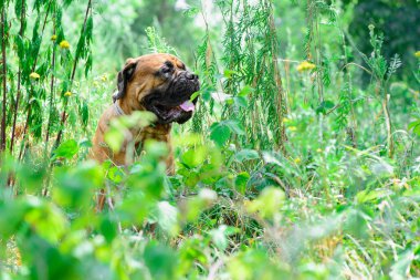 Evde beslenen hayvan bullmastiff köpek