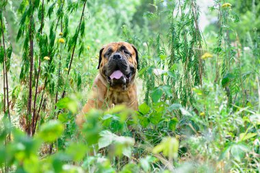 Evde beslenen hayvan bullmastiff köpek