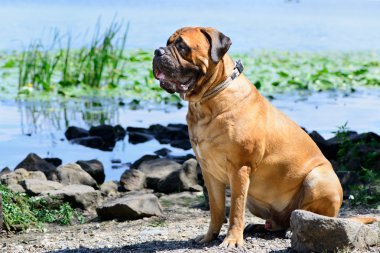 Evde beslenen hayvan bullmastiff köpek
