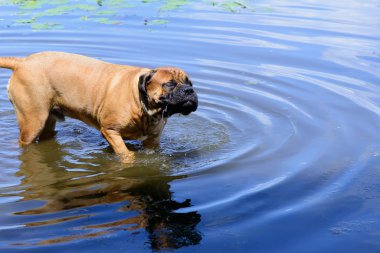 bullmastiff dog swim clipart