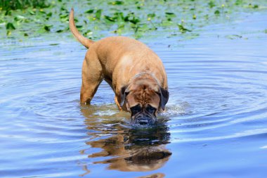 bullmastiff köpek yüzmek