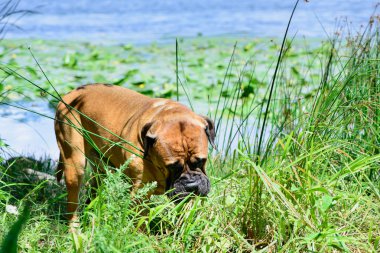 Evde beslenen hayvan bullmastiff köpek