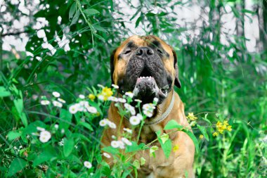 Evde beslenen hayvan bullmastiff köpek