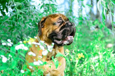 Evde beslenen hayvan bullmastiff köpek