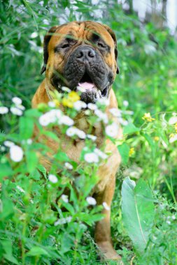 Evde beslenen hayvan bullmastiff köpek
