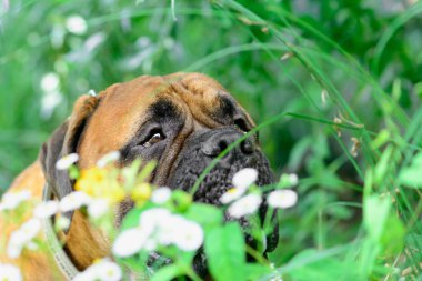 Evde beslenen hayvan bullmastiff köpek