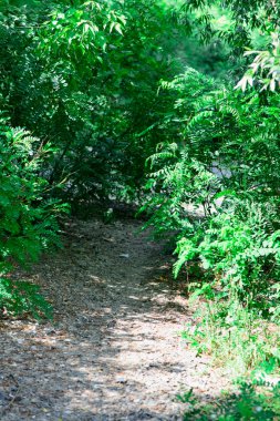 ağaçlar arasında patika 